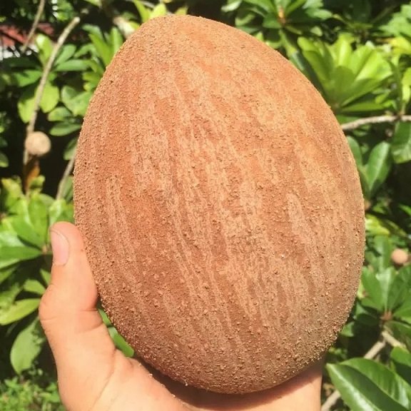 Cây Hồng Xiêm Xoài