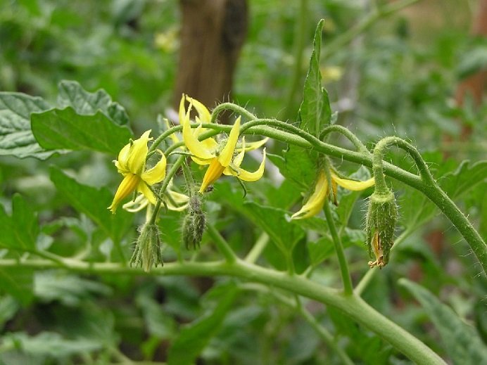 Cây Cà Chua Giống 3