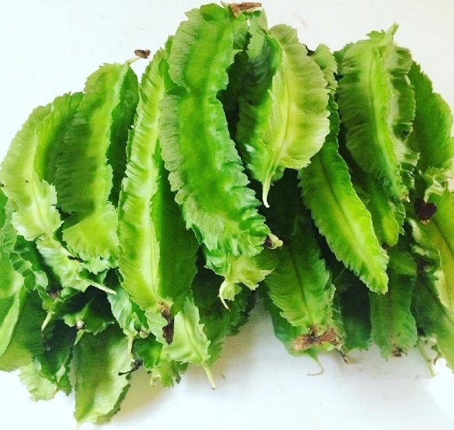 Cây Đậu Rồng 3