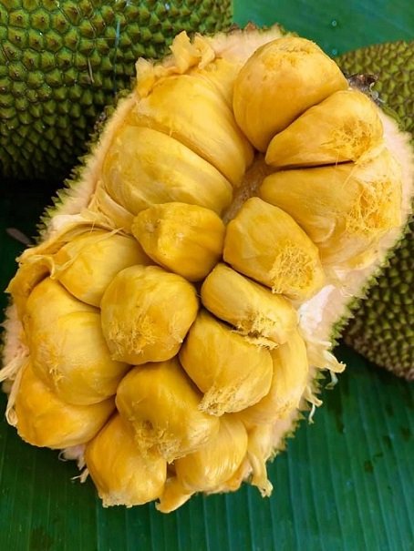 Cây Mít Tố Nữ 3