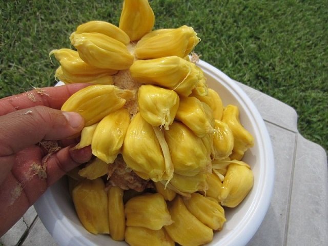 Cây Mít Tố Nữ