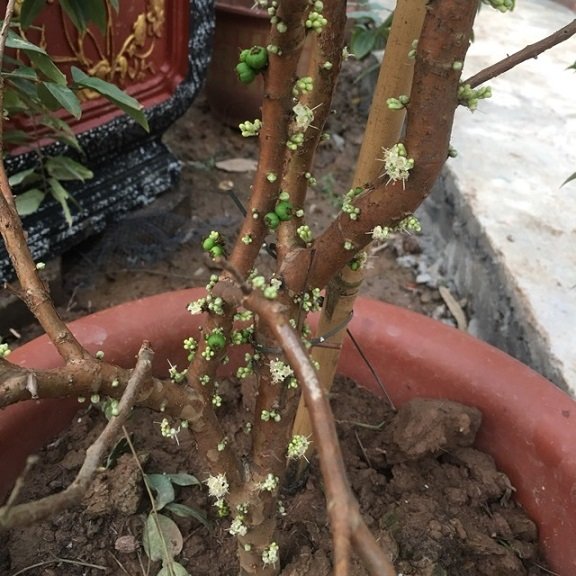 Cây Nho Thân Gỗ Tứ Quý 2