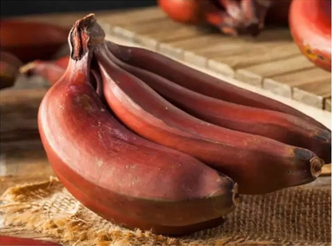 Cây Chuối Đỏ Dacca