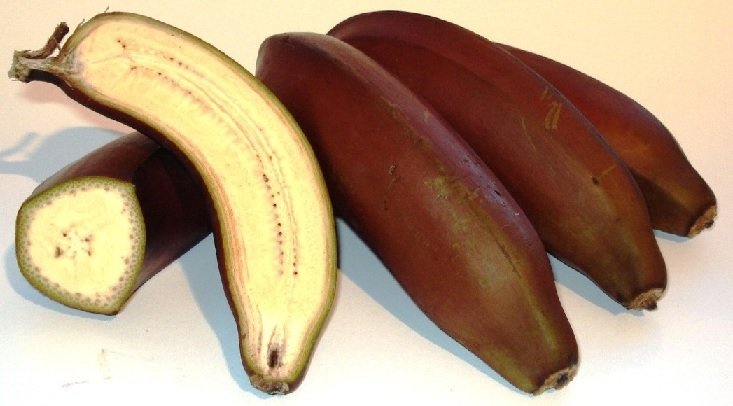 Cây Chuối Đỏ Dacca 3