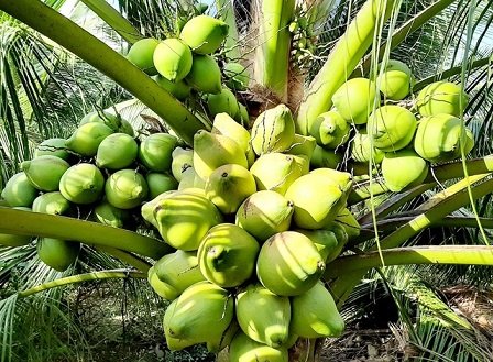 Cây Dừa Xiêm Lùn 3