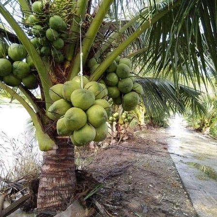 Cây Dừa Xiêm Lùn 2