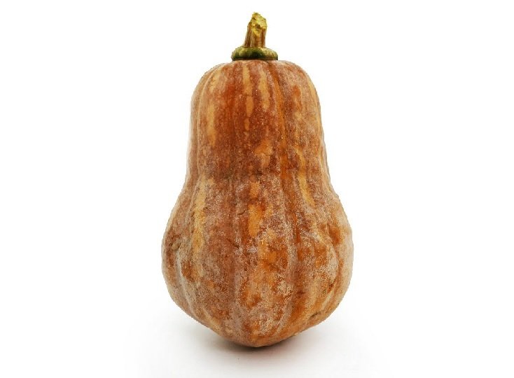 Cây Bí Đỏ Hồ Lô