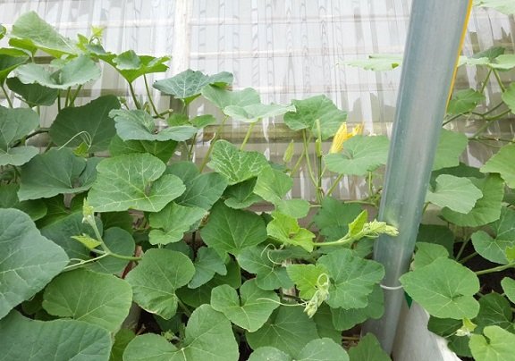Cây Bí Đỏ Hồ Lô 2