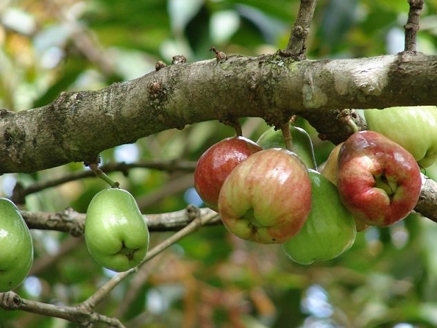 Cây Mận Điều Đỏ (mận hoa đỏ)
