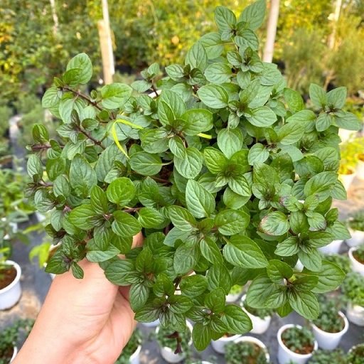 Cây Bạc Hà Chocolate Mint 2