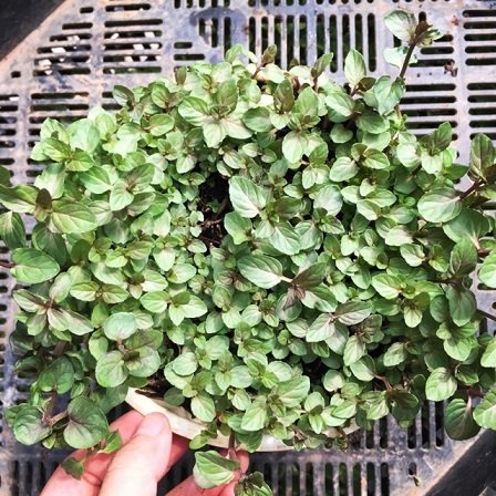 Cây Bạc Hà Chocolate Mint 3
