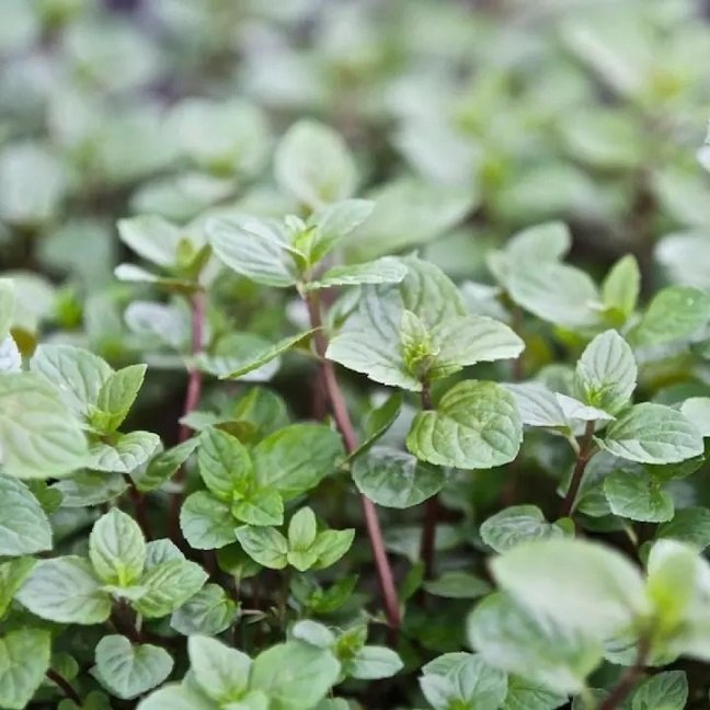 Cây Bạc Hà Chocolate Mint