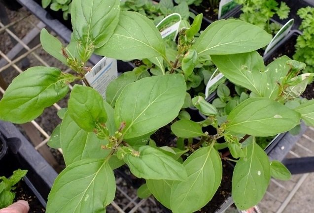 Cây Bạc Hà Peppermint 3