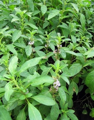 Cây Bạc Hà Peppermint