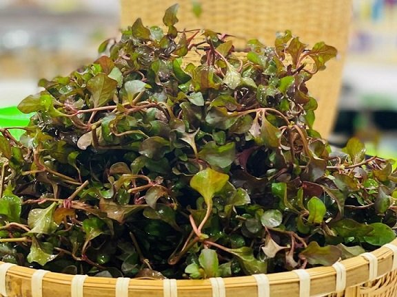 Rau Cải Xoong Nhật 2