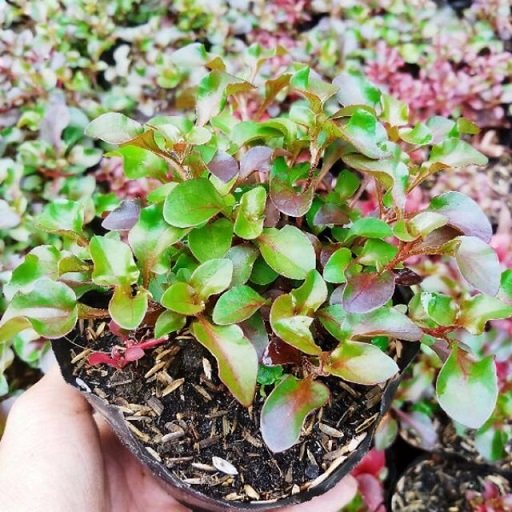 Rau Cải Xoong Nhật 3