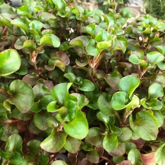 Rau Cải Xoong Nhật
