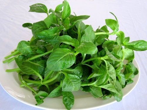 Cây Rau Quế Vị (xá xị)