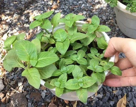 Cây Rau Quế Vị (xá xị) 3