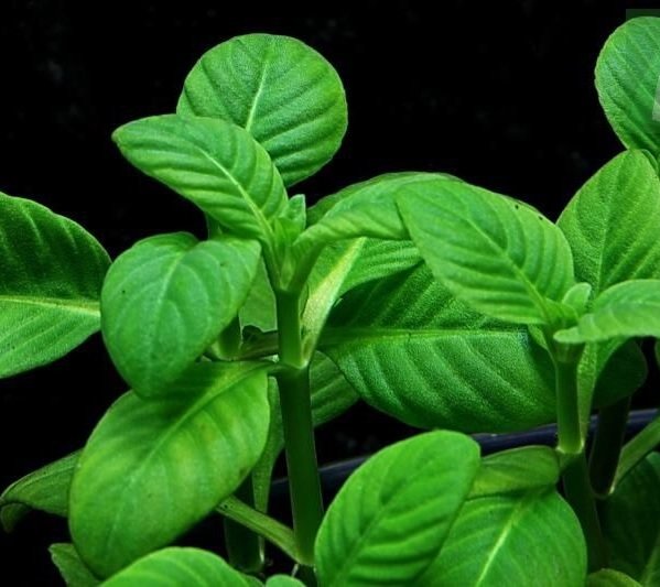 Cây Rau Quế Vị (xá xị) 2