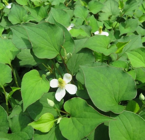 Cây Rau Diếp Cá