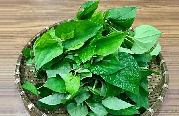 Cây Rau Diếp Cá 3