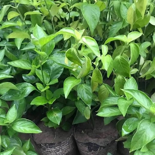Cây Lá Cẩm 3