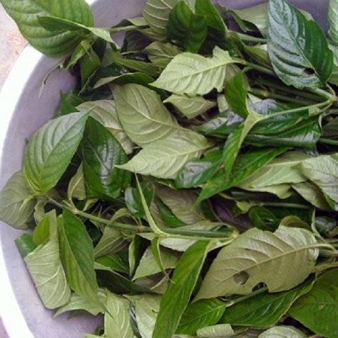 Cây Lá Cẩm 2