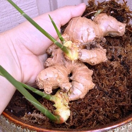 Cây Gừng Giống
