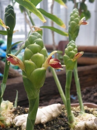 Cây Gừng Giống 3