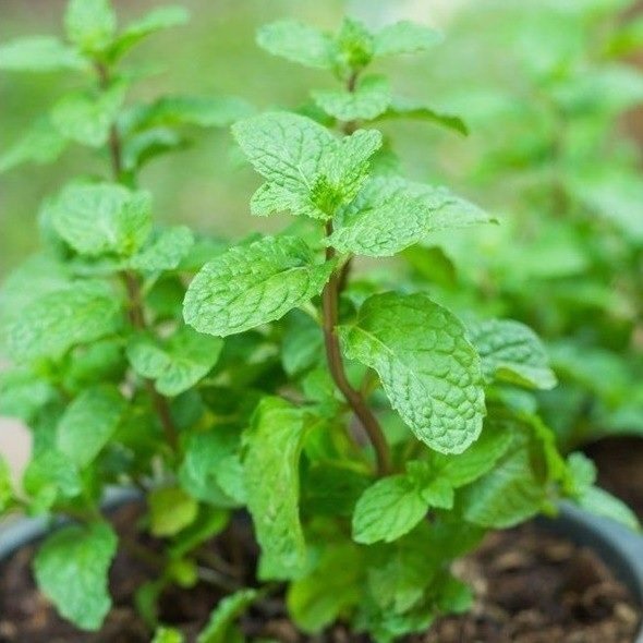 Cây Rau Húng Lủi 3