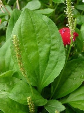 Cây Rau Mã Đề 3
