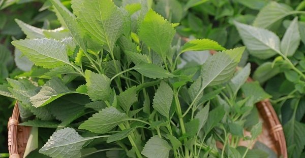 Cây Rau Kinh Giới