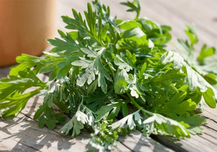 Cây Rau Ngải Cứu 2