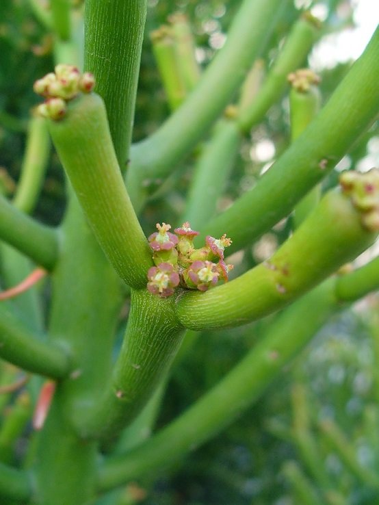 Cây Giao (cây xương cá) 2