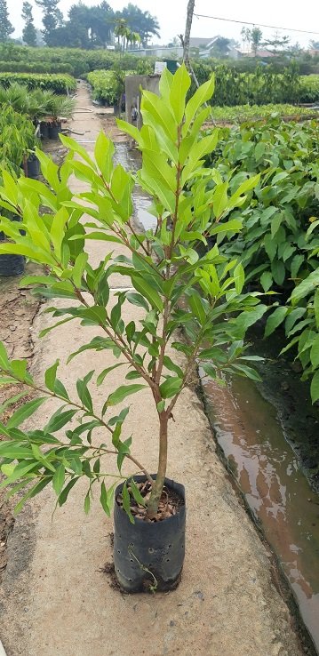 Cây Lá Vối 2