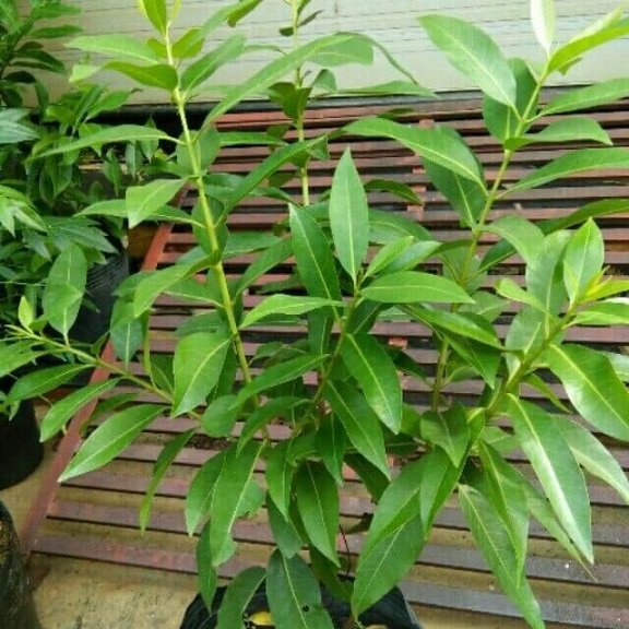 Cây Lá Vối
