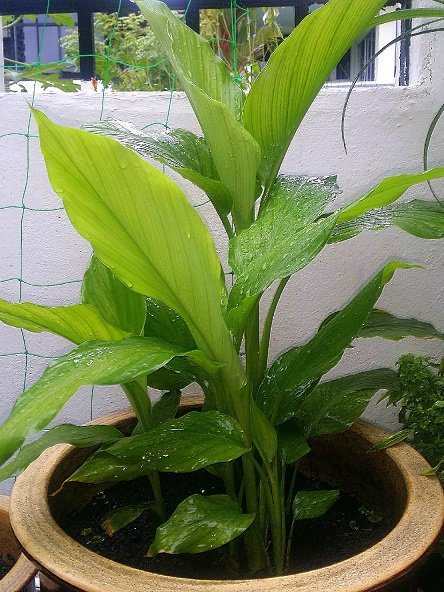 Cây Nghệ