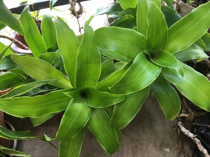 Cây Lược Vàng 2