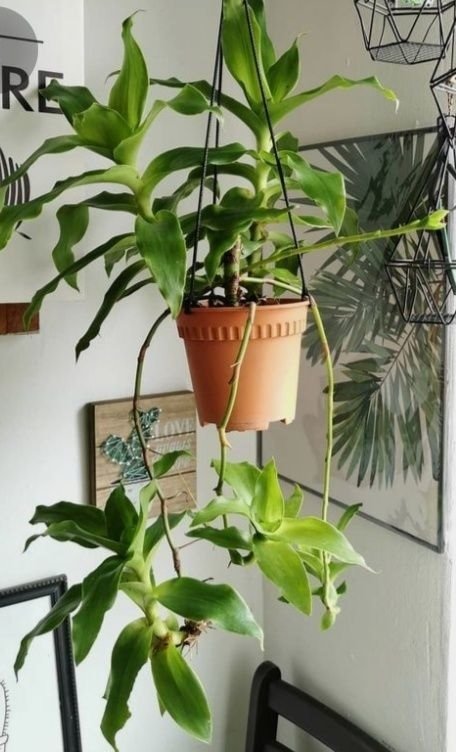 Cây Lược Vàng