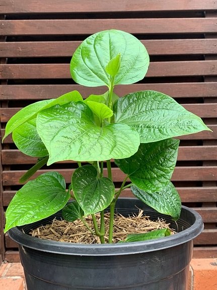 Cây Lá Lốt