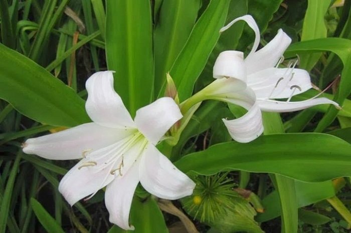 Cây Trinh Nữ Hoàng Cung