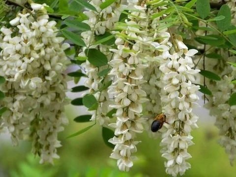Cây Giống Hoa Hòe
