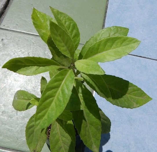 Cây Kim Thất Tai (bầu đất) 2
