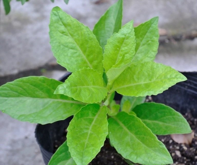 Cây Kim Thất Tai (bầu đất)