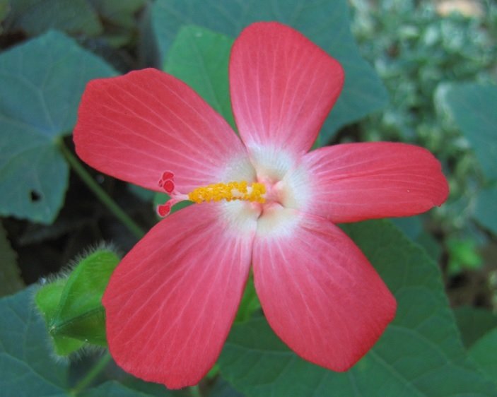 Cây Sâm Bố Chính 3
