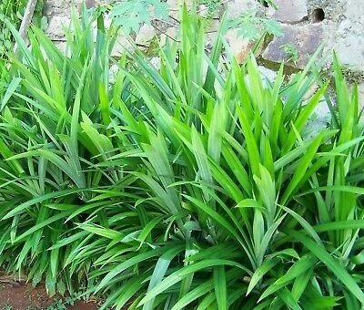 Cây Dứa Lá Nếp 2