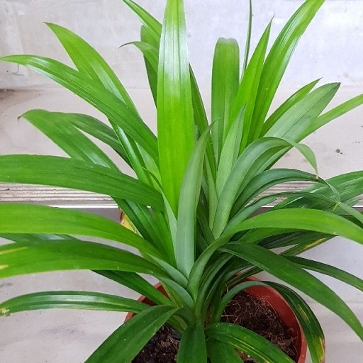 Cây Dứa Lá Nếp