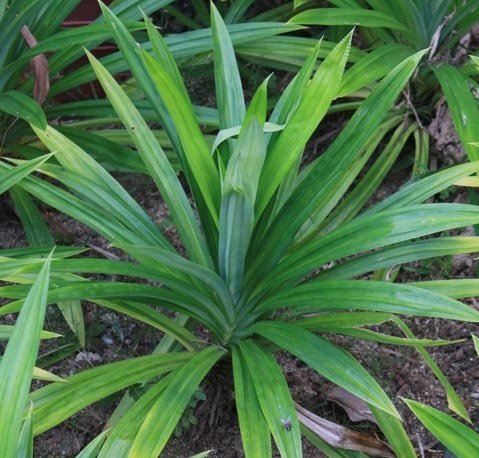 Cây Dứa Lá Nếp 3