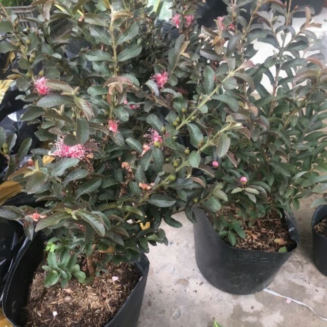 Cây Ổi Tím Lá Kim 2